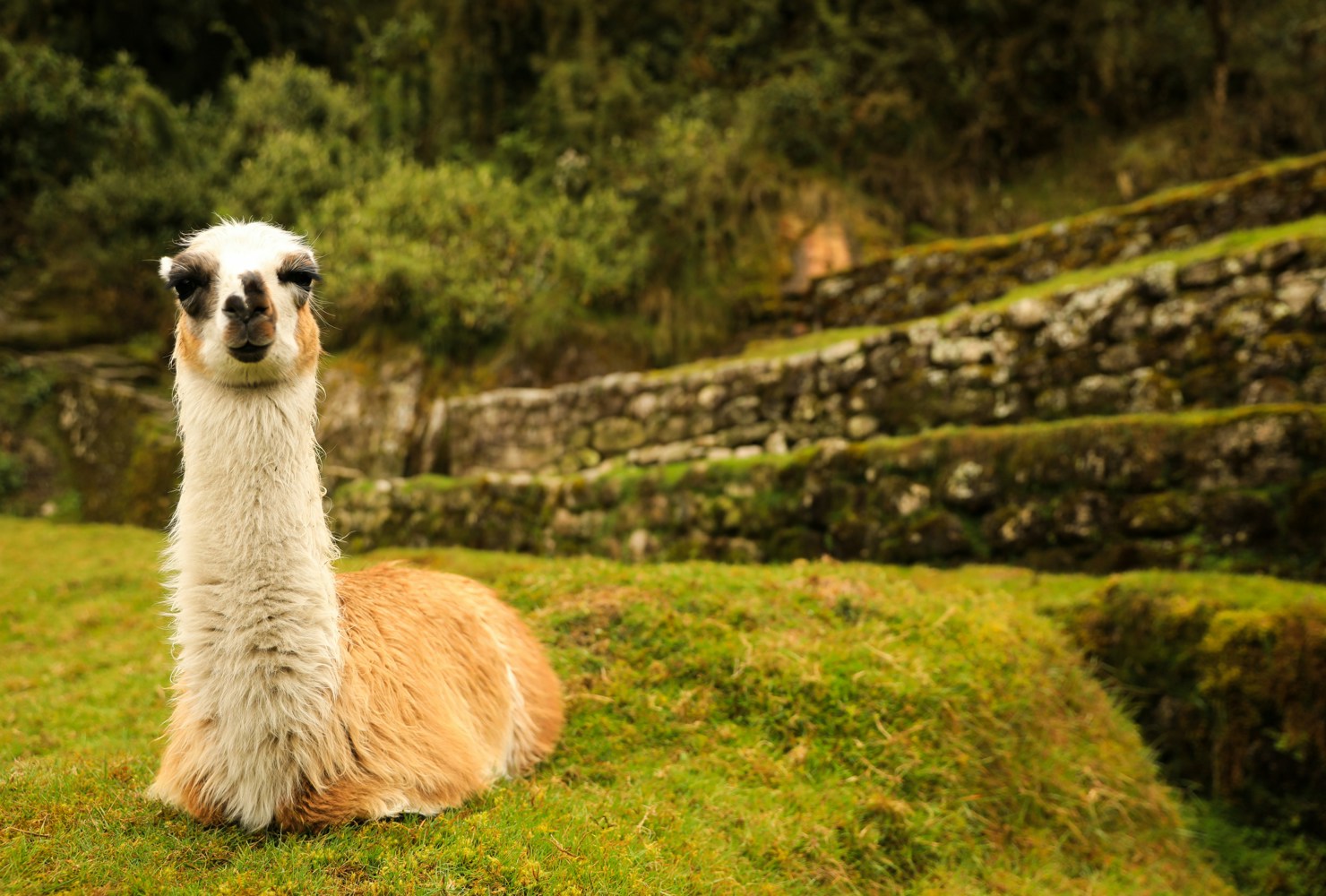 Machu Picchu Trek 2026